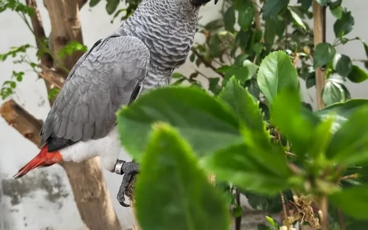 African Grey Parrots for Sale in Illinois