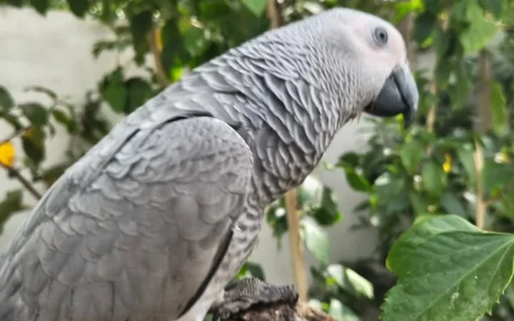 African Greys in Nevada