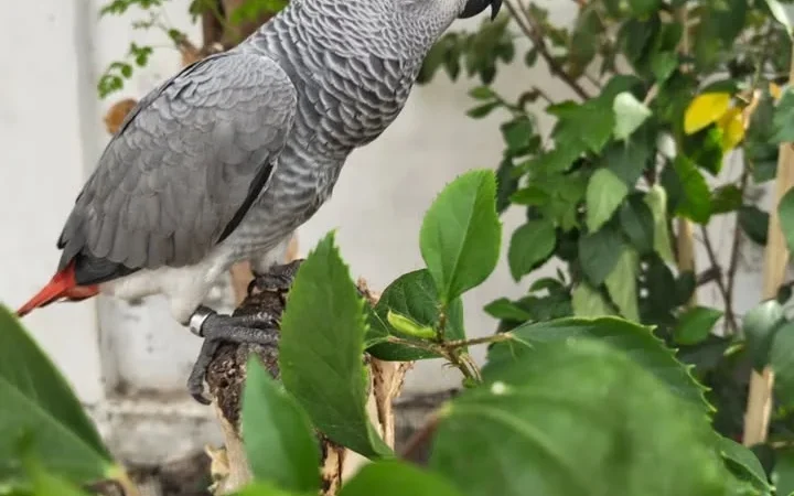African Greys in New Jersey