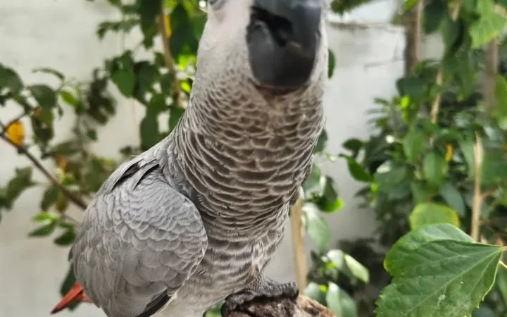 African Grey Parrots for Sale in Kansas