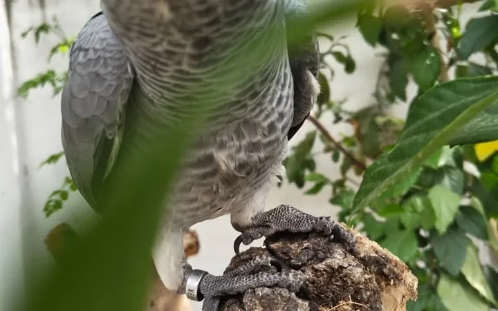 African Greys in Michigan