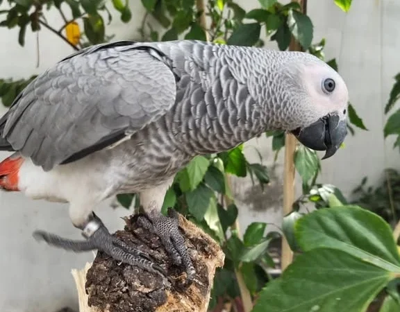 African Greys in Montana