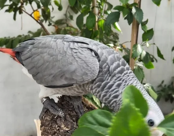 African Greys in Missouri