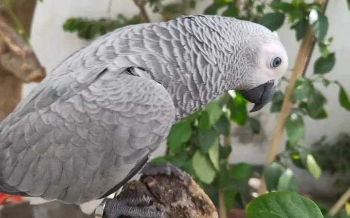 African Greys in Mississippi