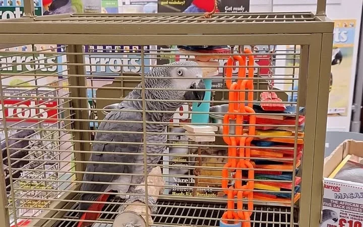 African Grey Parrots for Sale in Louisiana