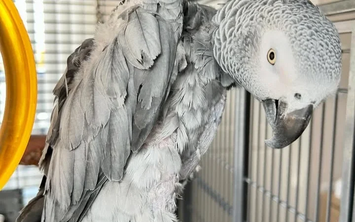 African Grey Parrots for Sale in Maryland