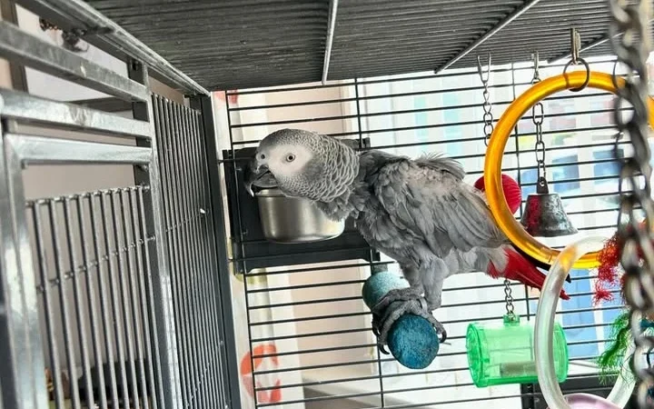 African Grey Parrots for Sale in Hawaii