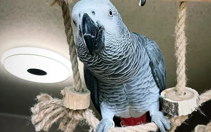 African Greys in Minnesota