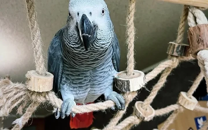 African Grey Parrots in South Carolina