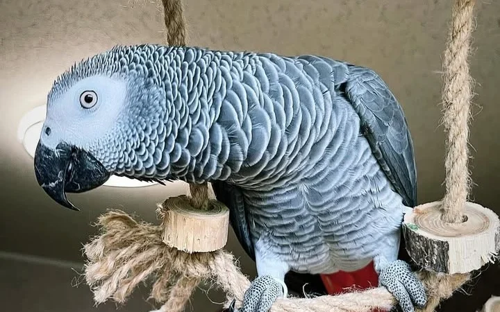 African Grey Parrots in Rhode Island