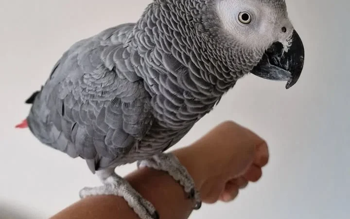 African Grey Parrots in Pennsylvania