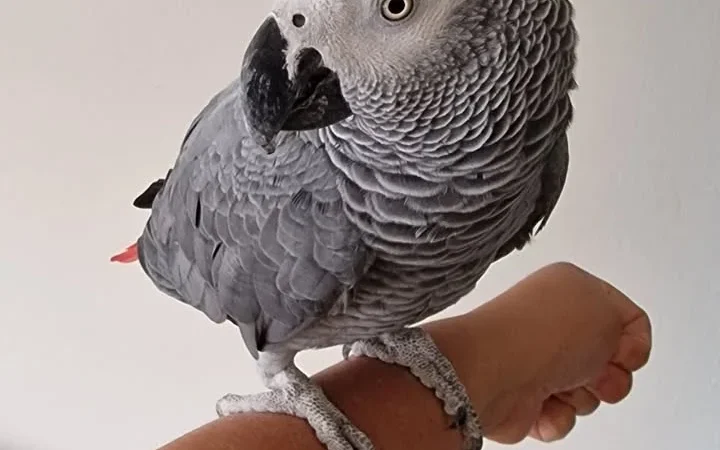 African Grey Parrots in Oregon