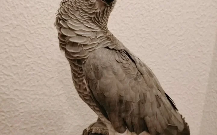 African Grey Parrots in New Mexico