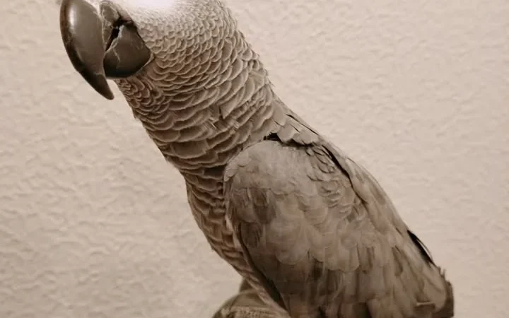 African Grey Parrots in New York