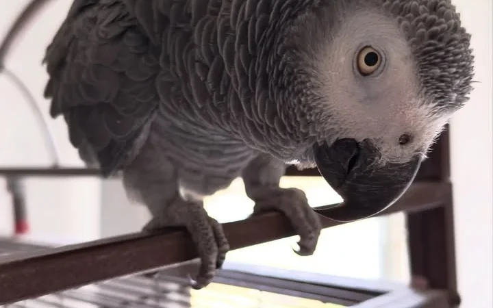 African Grey Parrots in North Carolina
