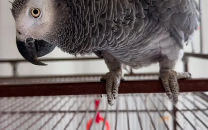 African Grey Parrots in North Dakota