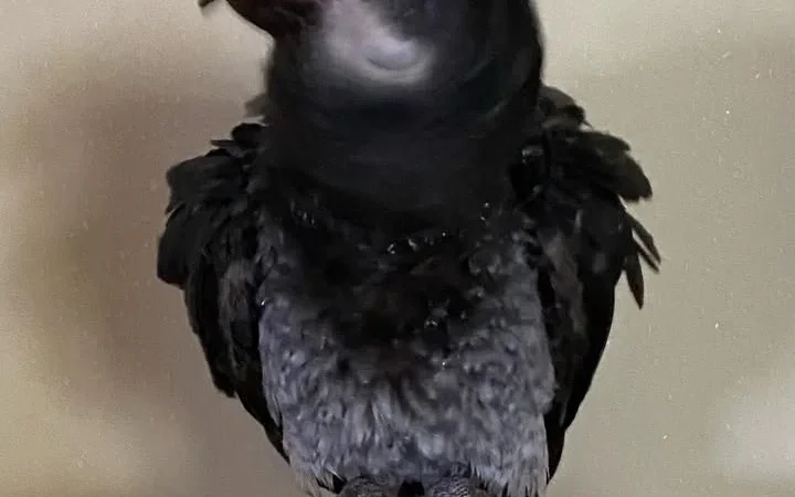 African Grey Parrots in Ohio