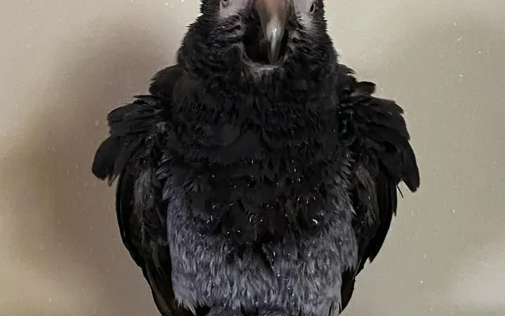 African Grey Parrots in Oklahoma