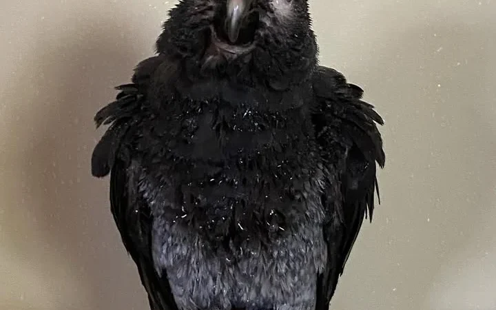 African Greys in Pennsylvania