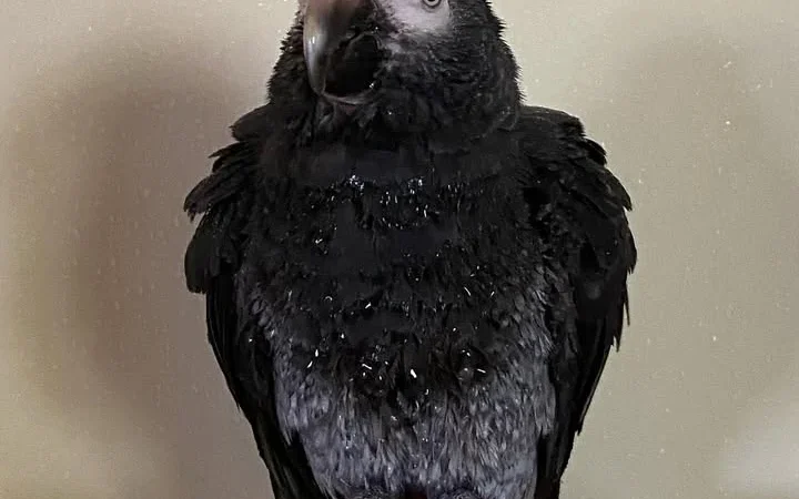 African Greys in Rhode Island