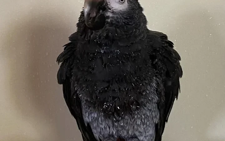 African Greys in New Mexico
