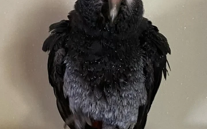 African Greys in New York