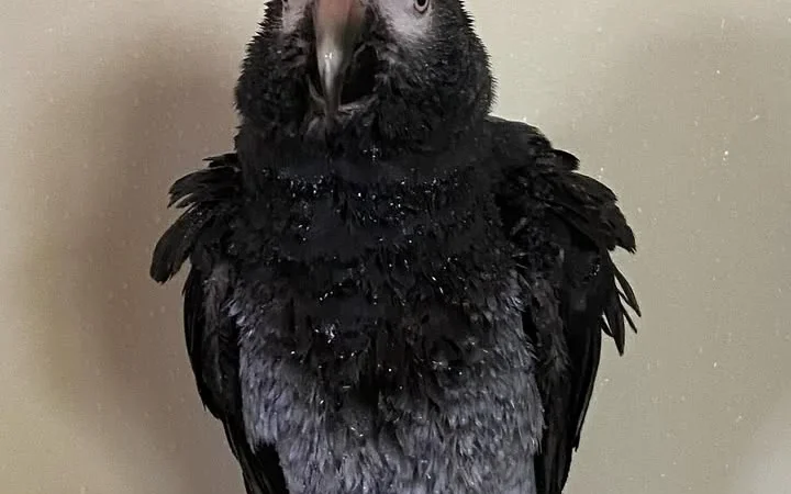 African Greys in North Carolina