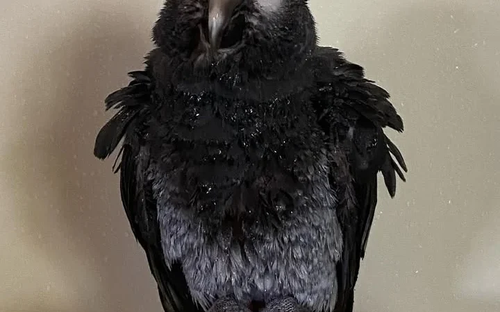 African Greys in North Dakota