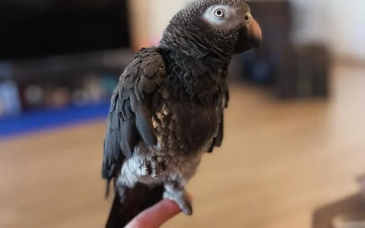 African Greys in Oklahoma