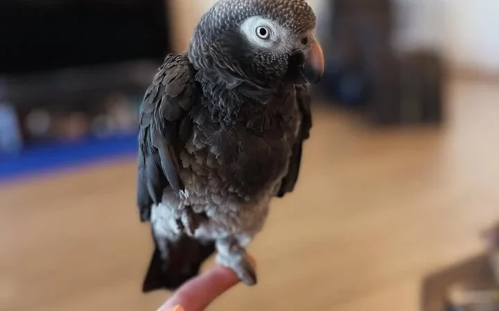 African Greys in Oregon