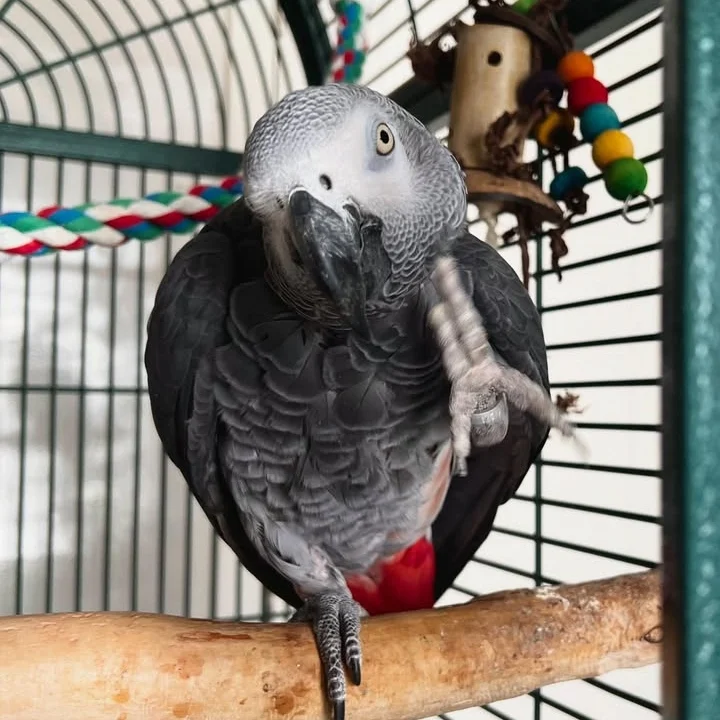 African Greys in South Carolina