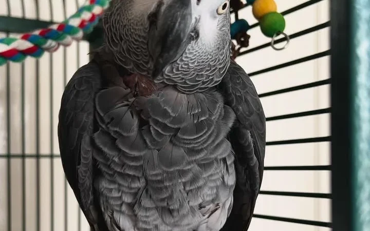 African Greys in Ohio