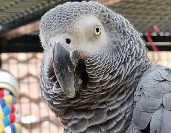 African Greys in South Dakota