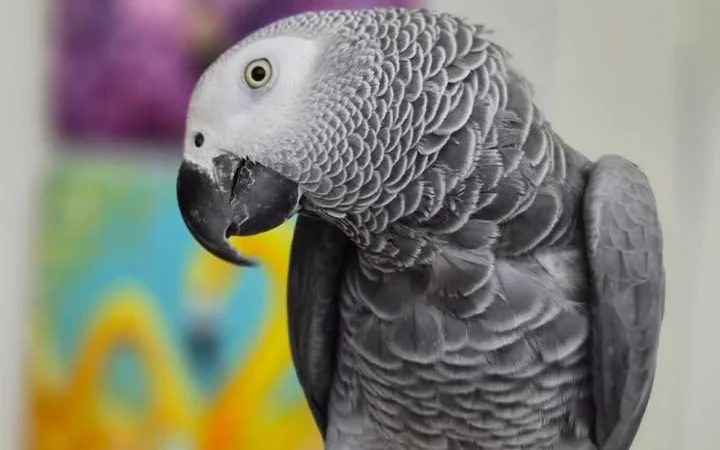 African Greys in Tennessee