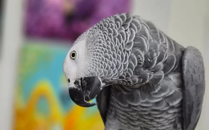 African Greys in Texas