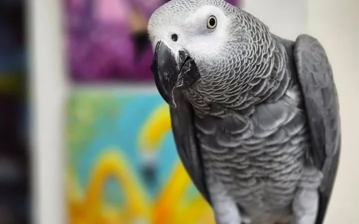 African Greys in Utah