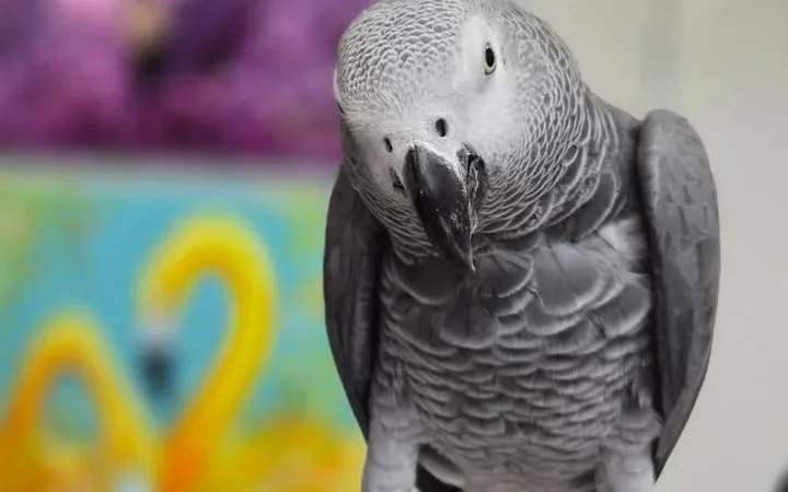 African Greys in Vermont