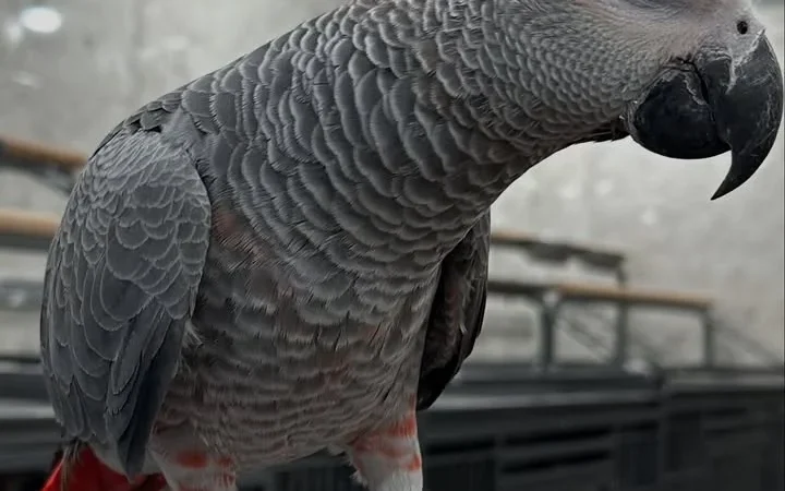 African Greys in Virginia