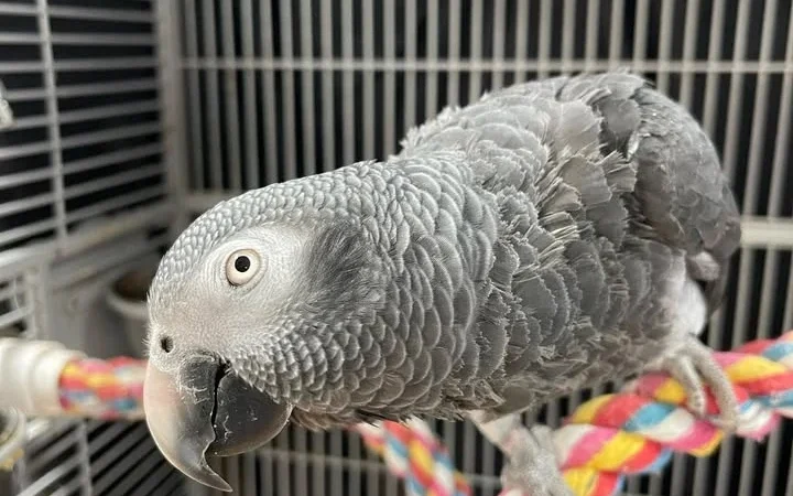African Greys for Sale in Wyoming
