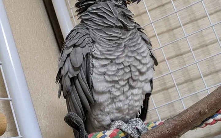African Greys for Sale in South Dakota