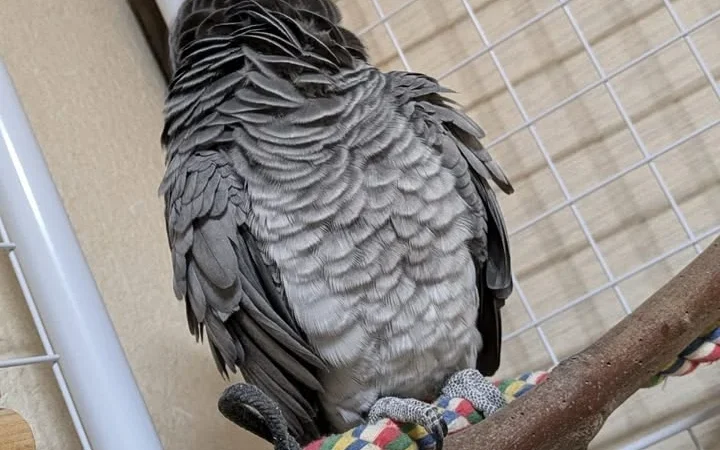 African Greys for Sale in Tennessee