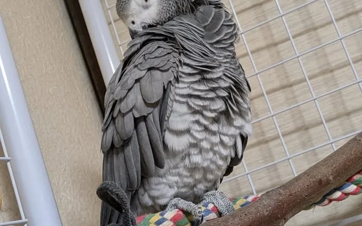 African Greys for Sale in Wisconsin