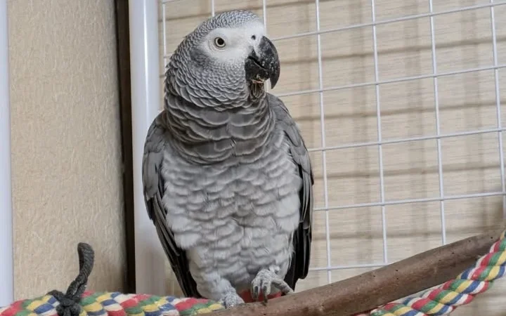 African Greys for Sale in Utah