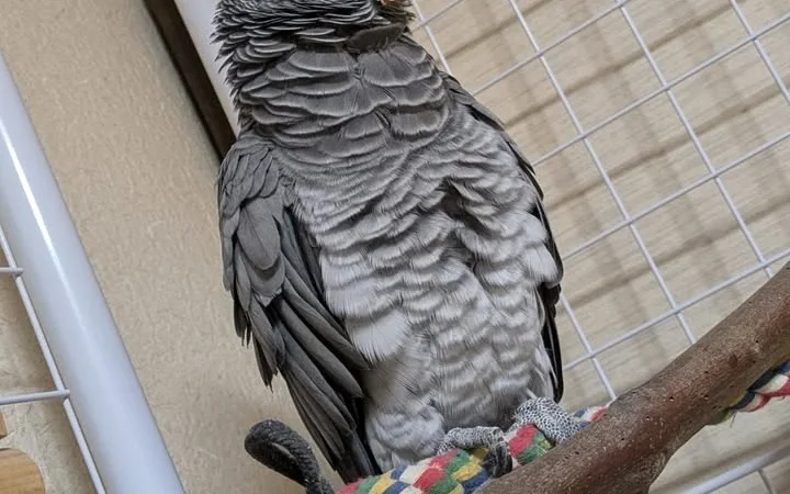 African Greys for Sale in Vermont