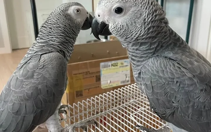 African Greys for Sale in Texas