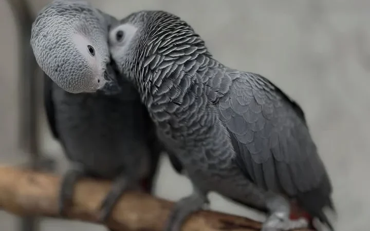 African Greys for Sale in Virginia