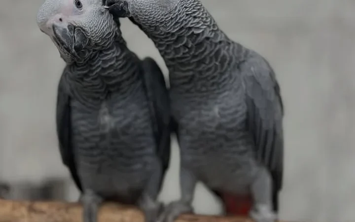 African Greys for Sale in Washington