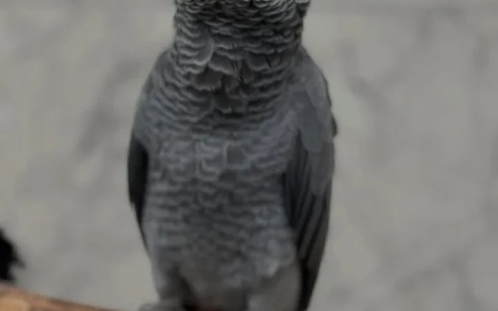 African Greys for Sale in West Virginia